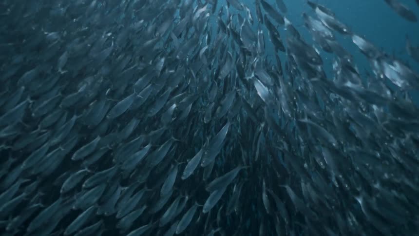 View from inside the sea with schools of fish in motion and sunlight reflection
