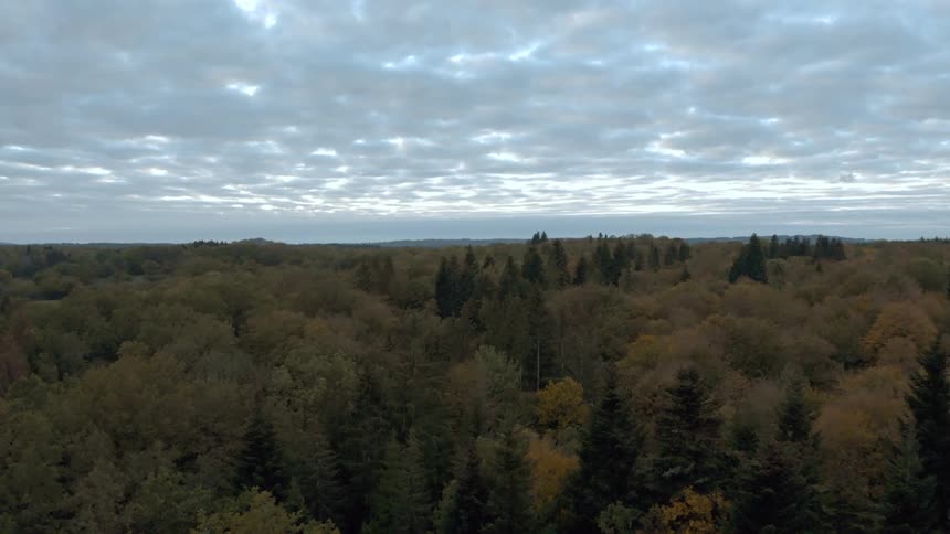 Aerial view of forests with trees in fall colors stretching across the horizon under a cloudy sky