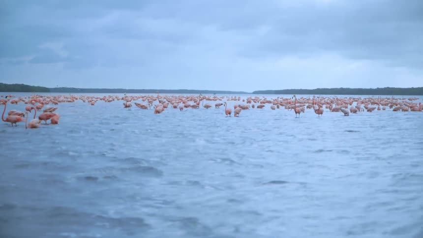 Panorama of flamingos in a shallow sea feeding
