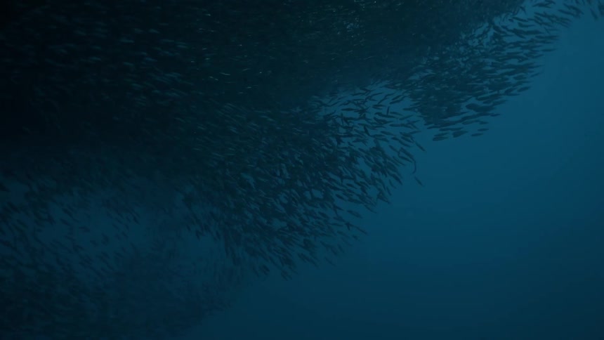 School of fish in the middle of the blue sea