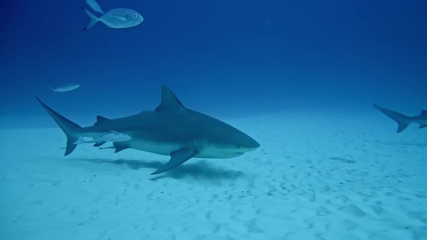 A shark swimming under the ocean along with other fish