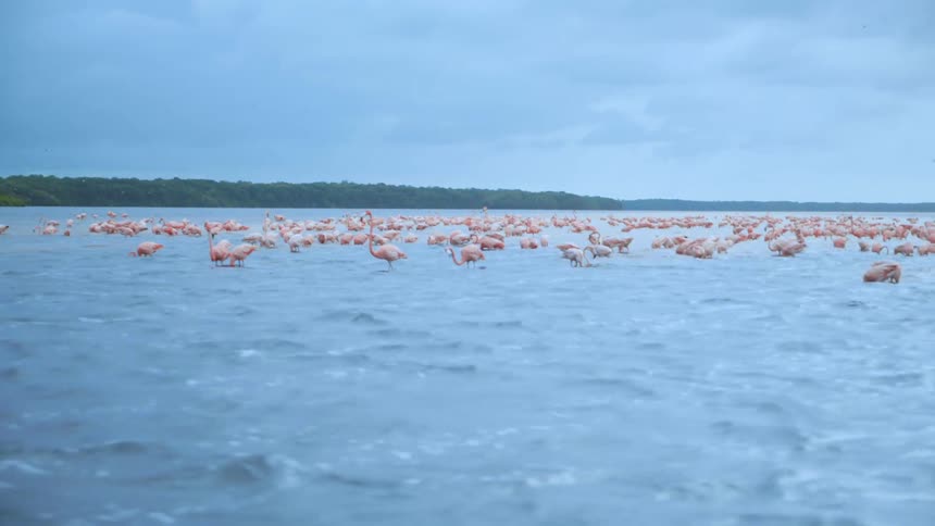 View of several flamingos in the shallow waters of the sea
