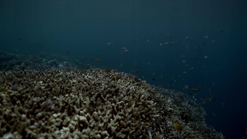 Tropical fish swimming over a coral reef