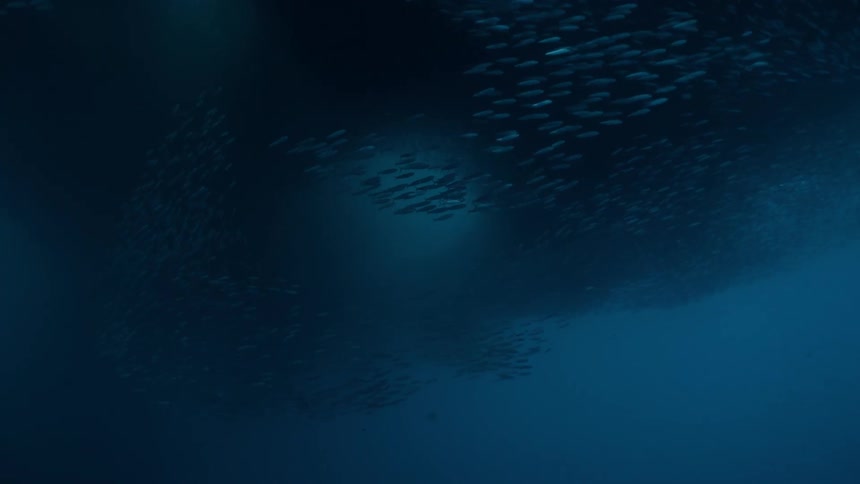 School of fish swimming through the sea