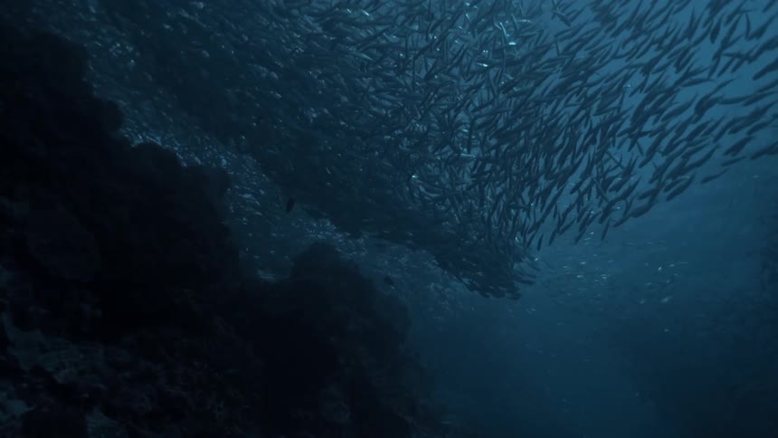 Panorama of a school of sardines in the sea
