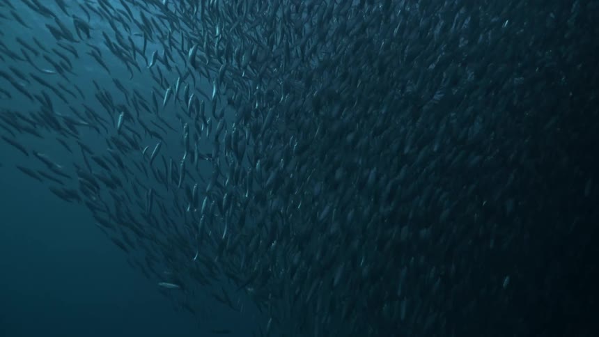Fish swimming deep down under the ocean