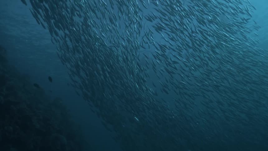 A huge school of fish are diving underwater