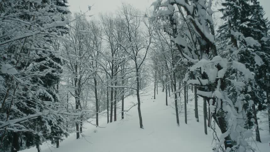 Ice covers both leafless trees and conifers in snowy forest during winter
