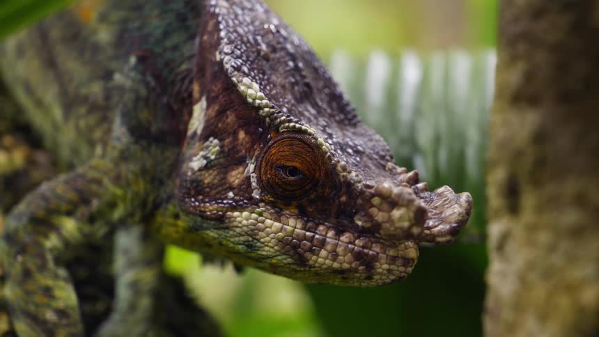 A chameleon sitting on a tree branch in the jungle