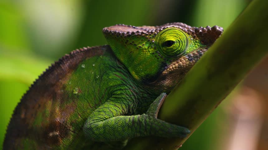 A reptile is hanging on the branch