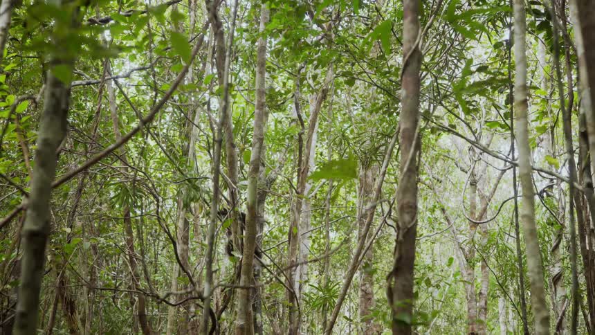 A lemur jumps from tree to tree