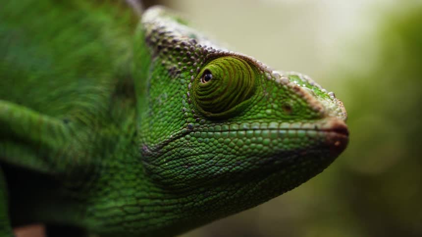 The reptile is looking around