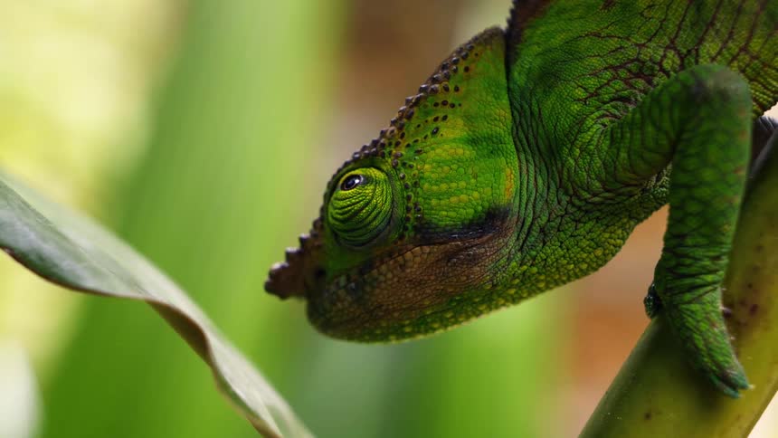 A bright green chameleon remains motionless while gripping a branch