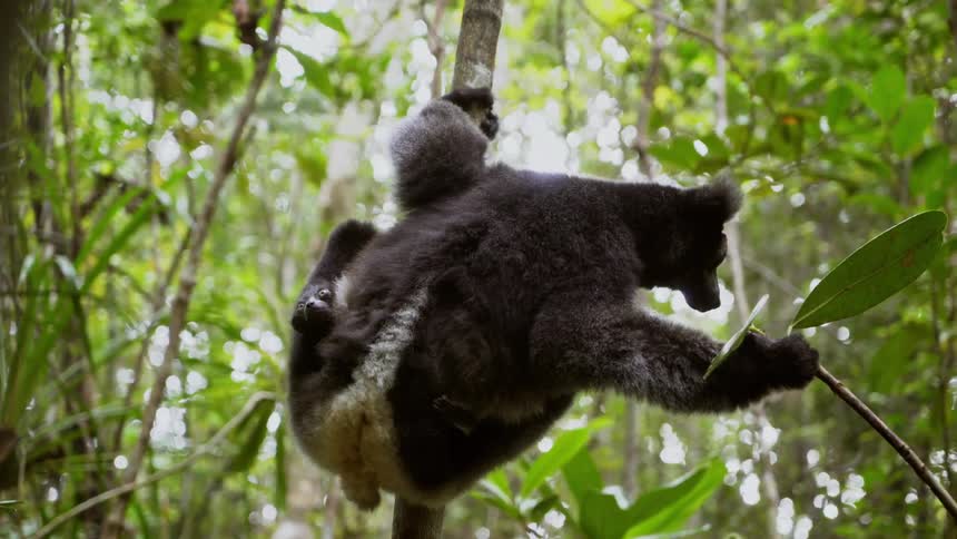 Lemur carrying young forages while hanging onto tree