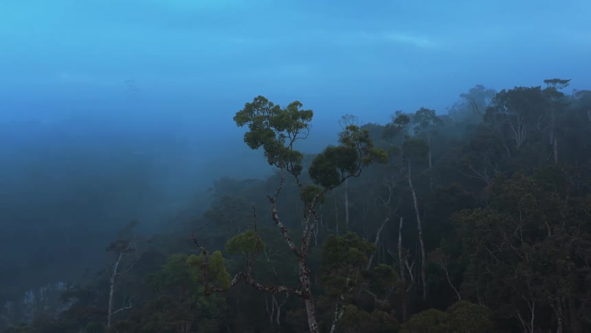 A forest full of tall trees has a thin layer of fog hovering above it