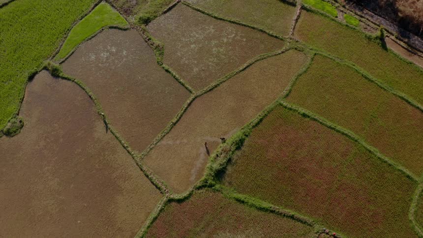 Farmers work on edges of rice paddies