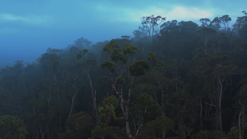 A heavy fog is covering the jungle