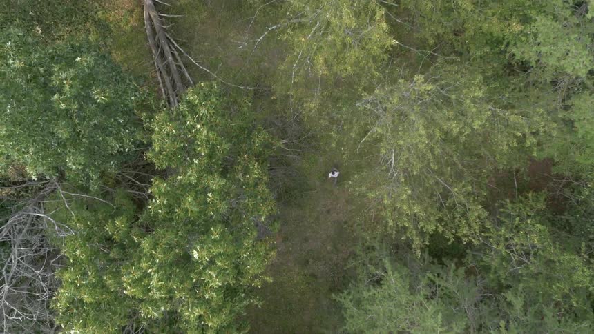 White bird flying through the forest as seen from directly above