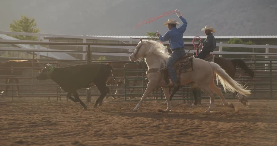 Cowboy riding a horse throws a lasso at a young cow