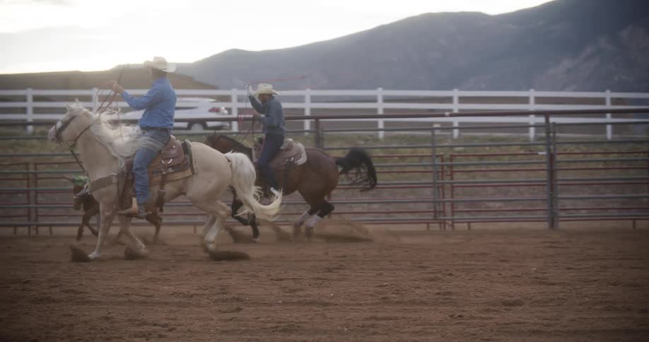 Two men catch a bull with their lasso