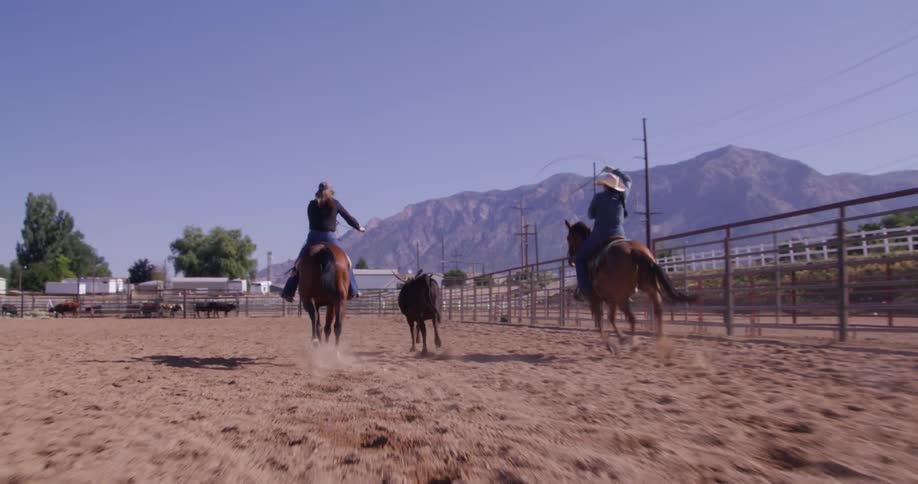 Cowgirl riding a horse throwing a lasso at a young cow