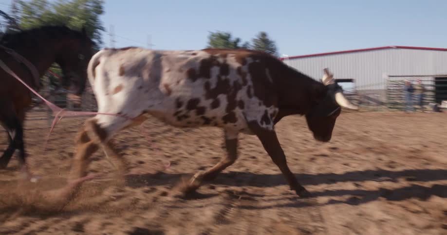Two cowboys riding on horses and leading a small cow