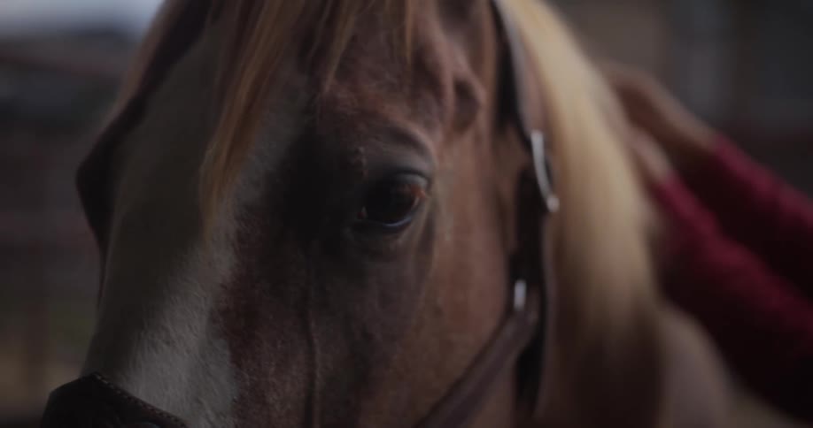 Hands of a person fixing the mane of a horse