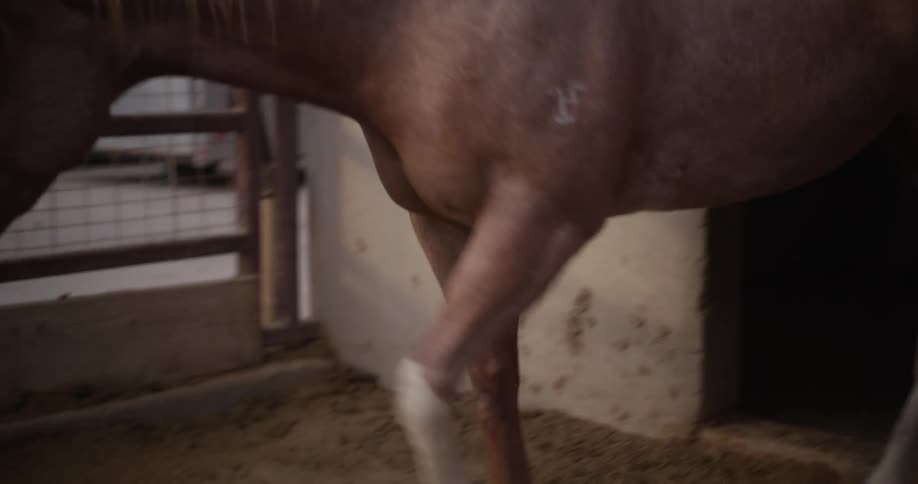 Horse walks out of a stable