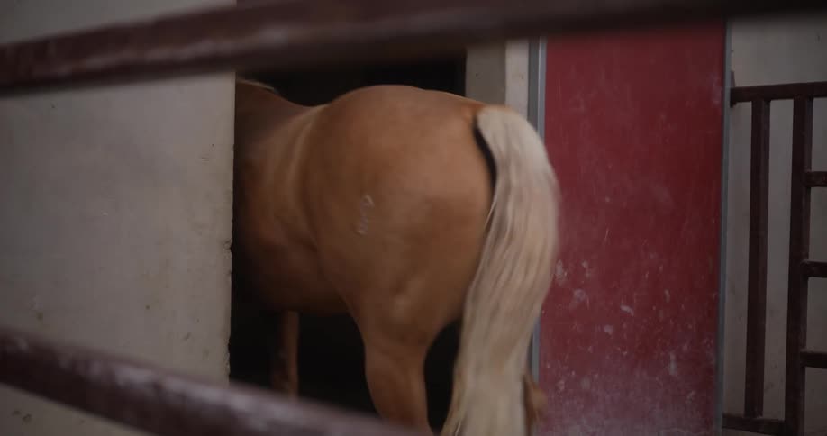 A horse walks out and back in a stable during the day