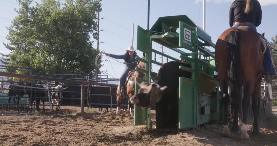 A cowboy riding a horse and trying to leasse a cow