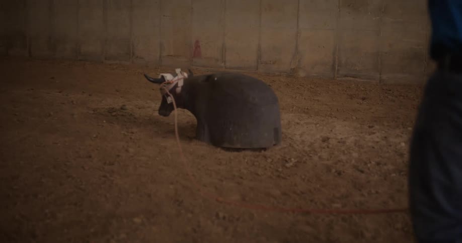 Man throwing a rope at the horns of a bull lying on the ground