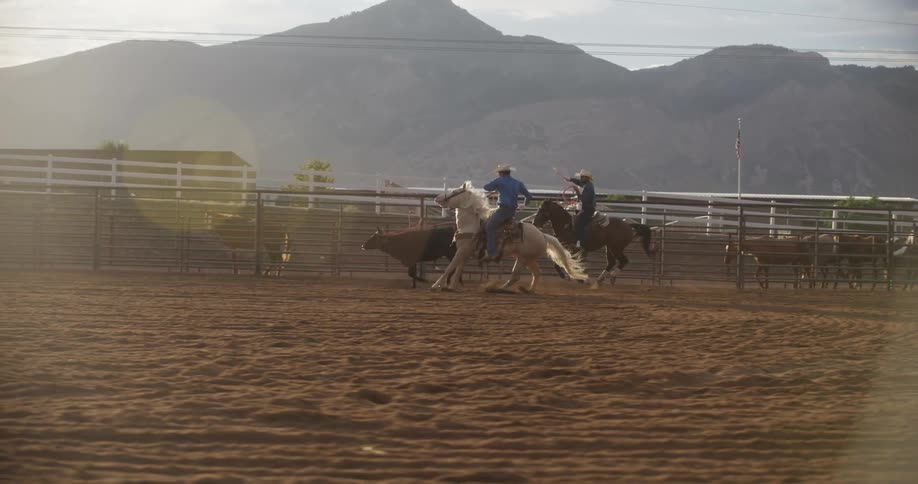 Two men on horses gallop and lasso a bull on a ranch