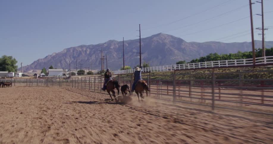 The holding pen door swings open and a young bull calf runs out followed by to two ropers on horses who rope the calf between them then release it inside a pen on a ranch near the mountains on a bright day