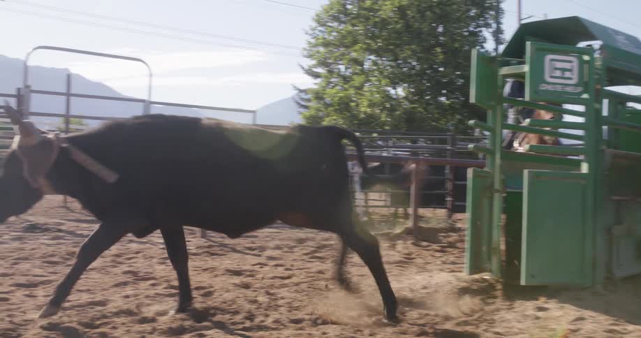 Woman on top of a horse releasing a bull from a ranch