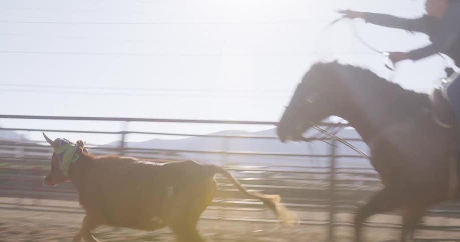 Lady on a horse throws rope on a bulls neck on a sunny day