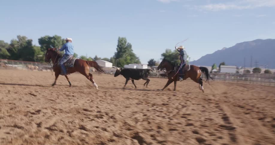 Cowboy riding a horse throwing a lasso at a young cow