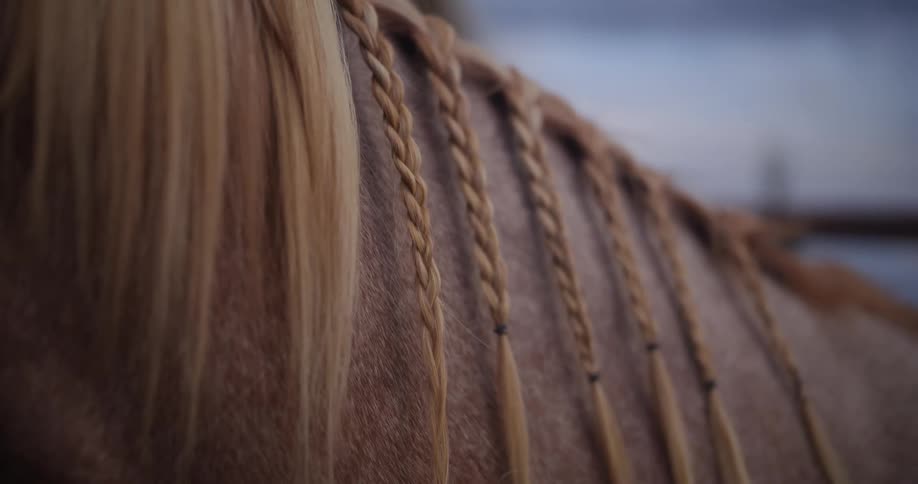 The hair on a horses mane that are tied