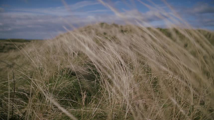 A field is covered in grass with the long grass shown up close