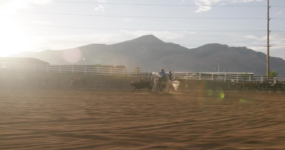 Cowgirl riding a horse throwing a lasso at a young cow