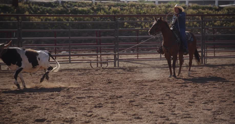 A cowboy is lassoing a bull with a rope while is riding a horse