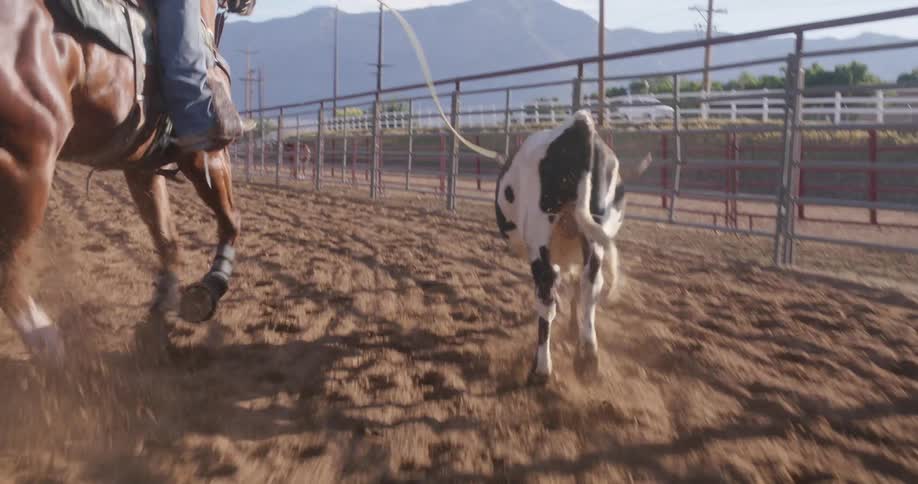 Cowboy riding a horse throwing a lasso at a young cow