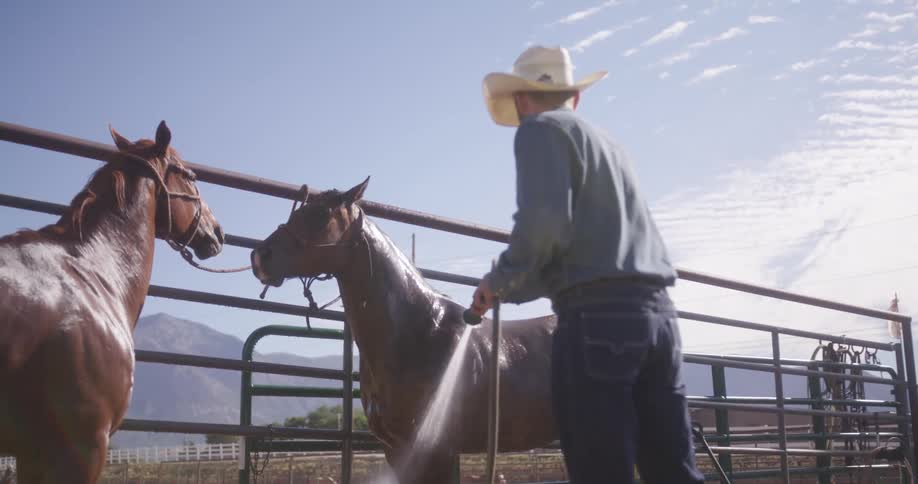 A man hoses down his horses