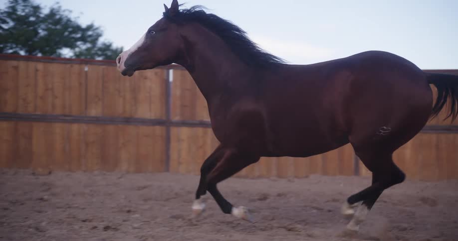 Horse riding on a ranch