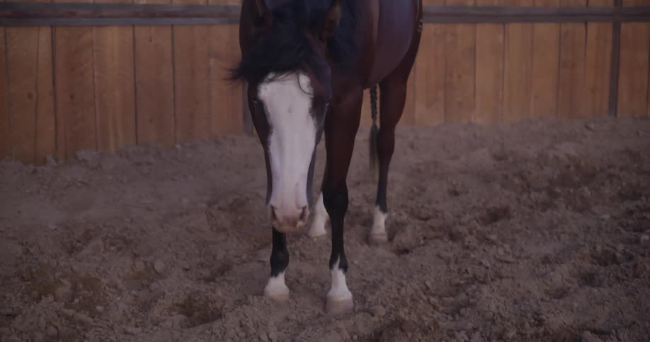 Horse lowering its head