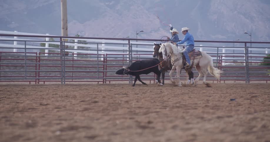 Men on horses capturing a cow with a rope