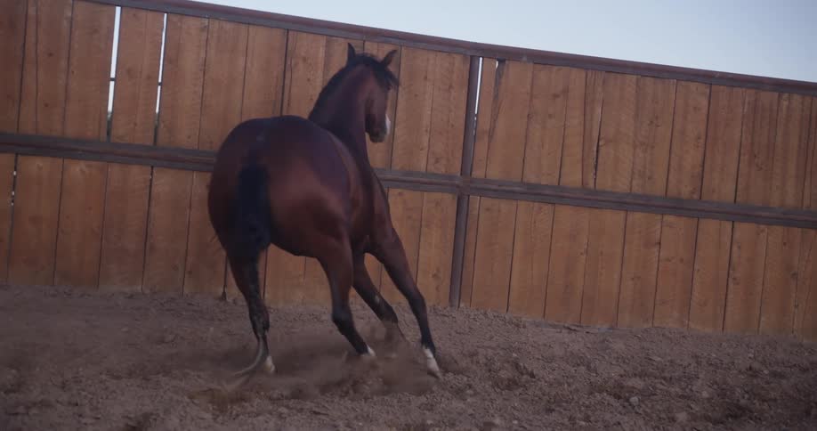 A horse running next to a wooden fence
