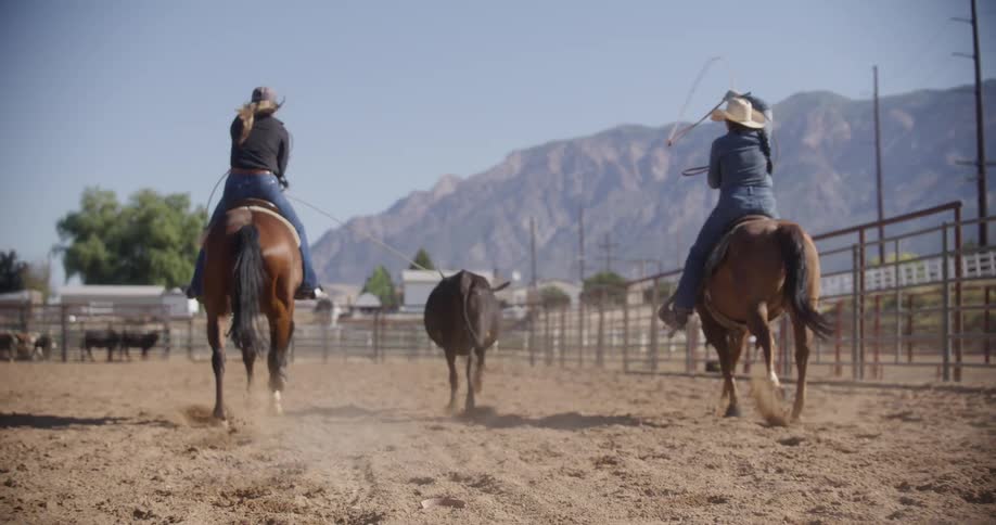 Cowboy riding a horse throws a lasso at a young bull