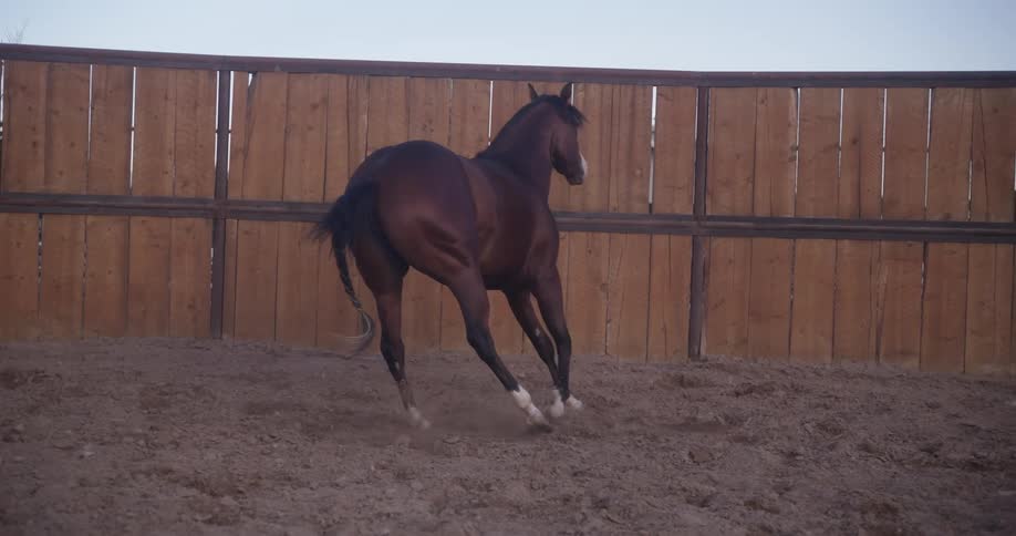 A horse is running near a wooden fence and the ground is sand