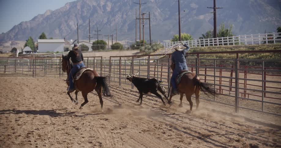 Man and woman on horseback chasing a bull to rope and subdue it