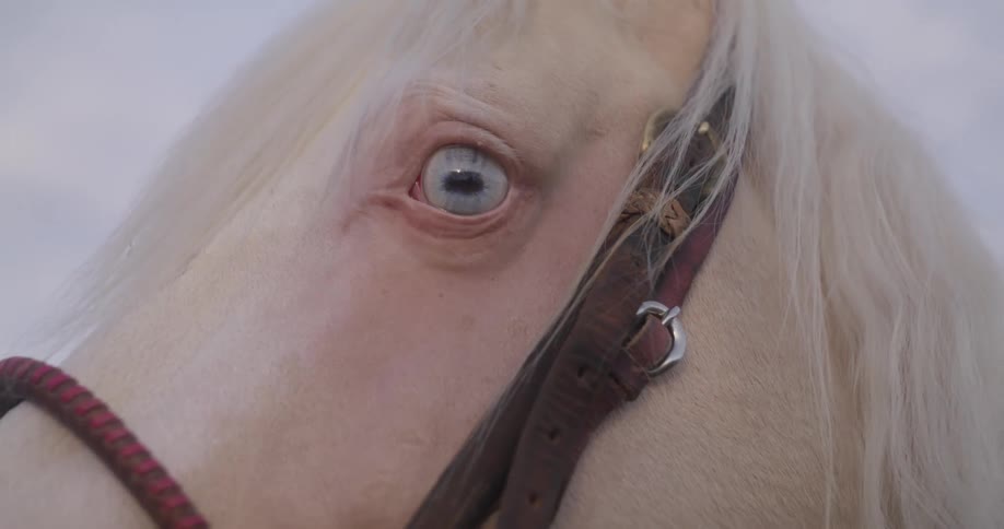 Close up of pale horse standing under an overcast sky turning its head